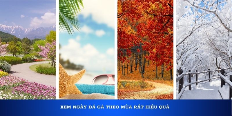 Xem ngày đá gà dựa theo mùa