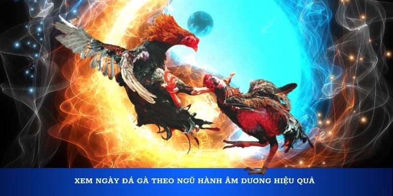 Xem ngày gà đá theo âm dương